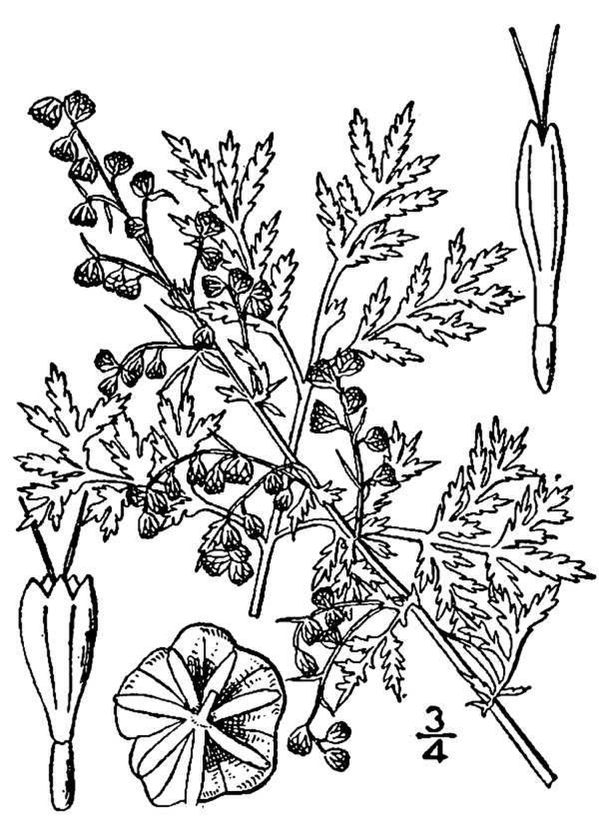 Armoise annuelle
