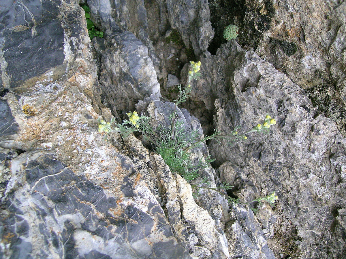 Génépi