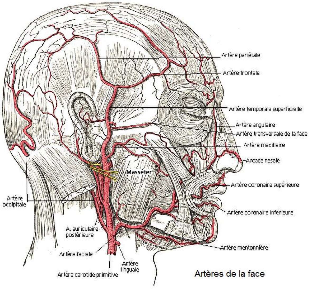 Artère faciale