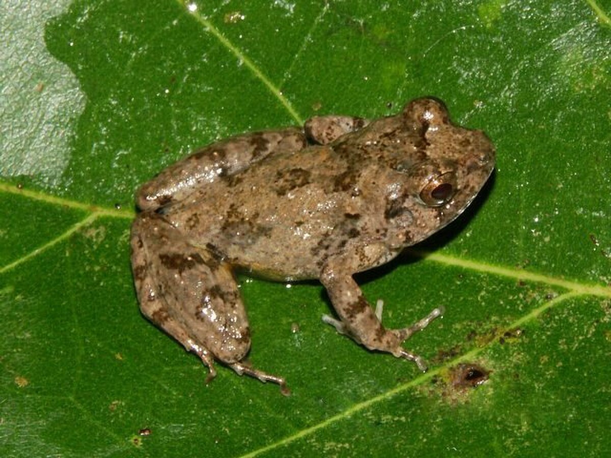 Arthroleptinae