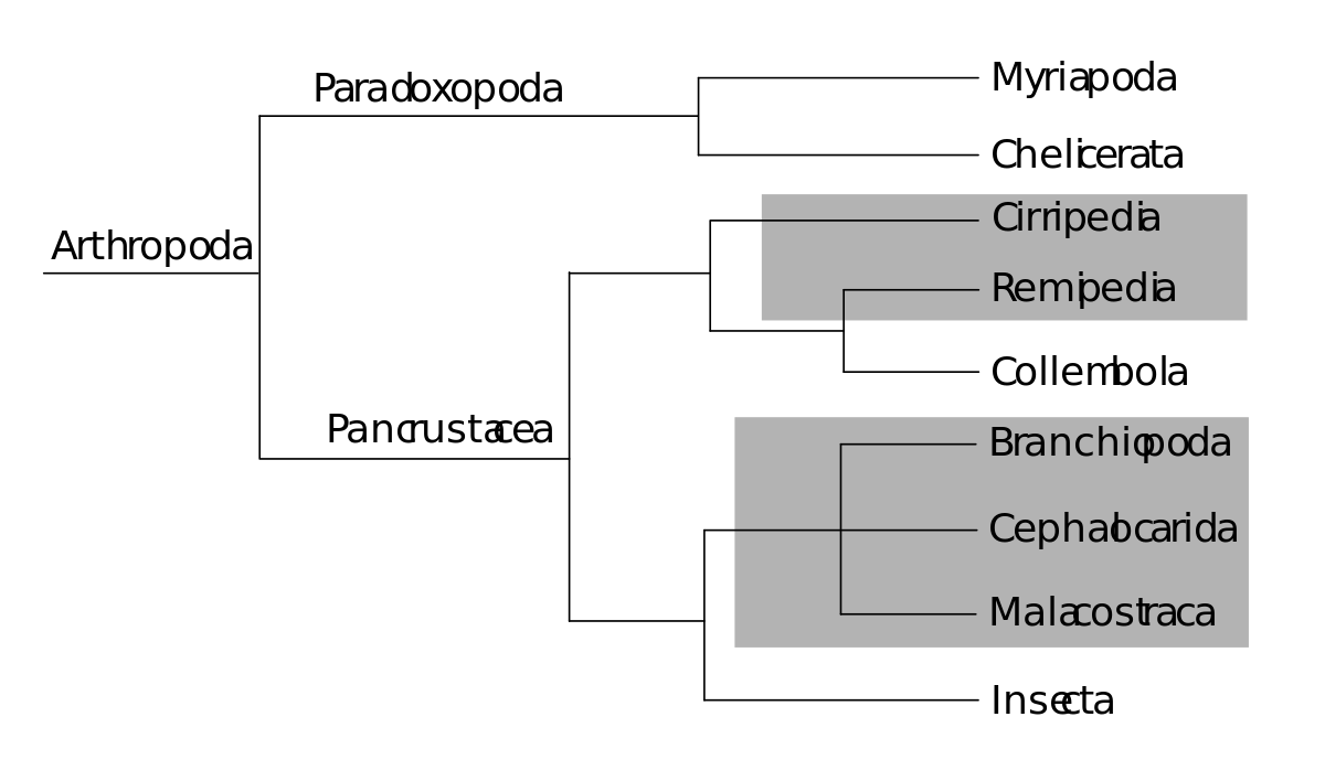 Arthropod phylogeny Hassani.svg