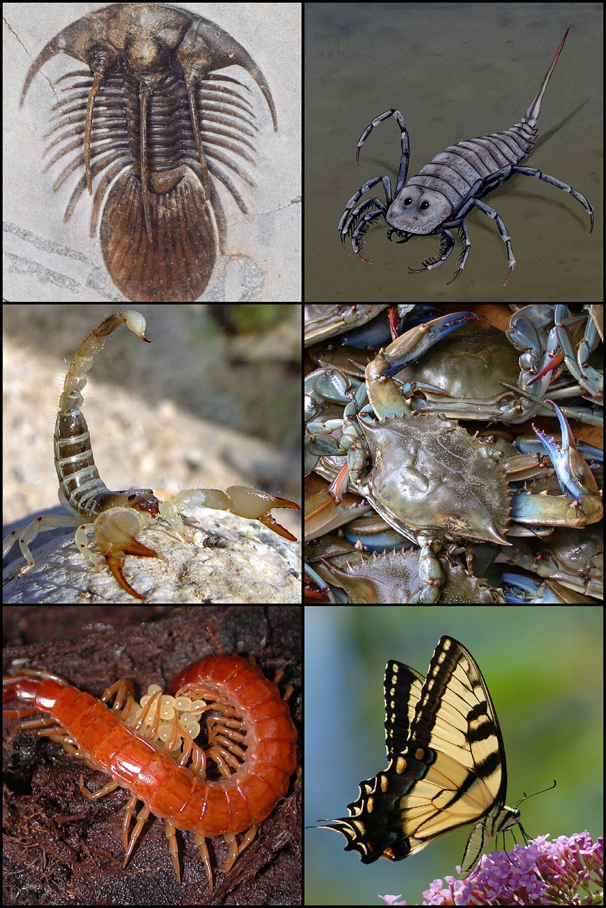 Arthropode