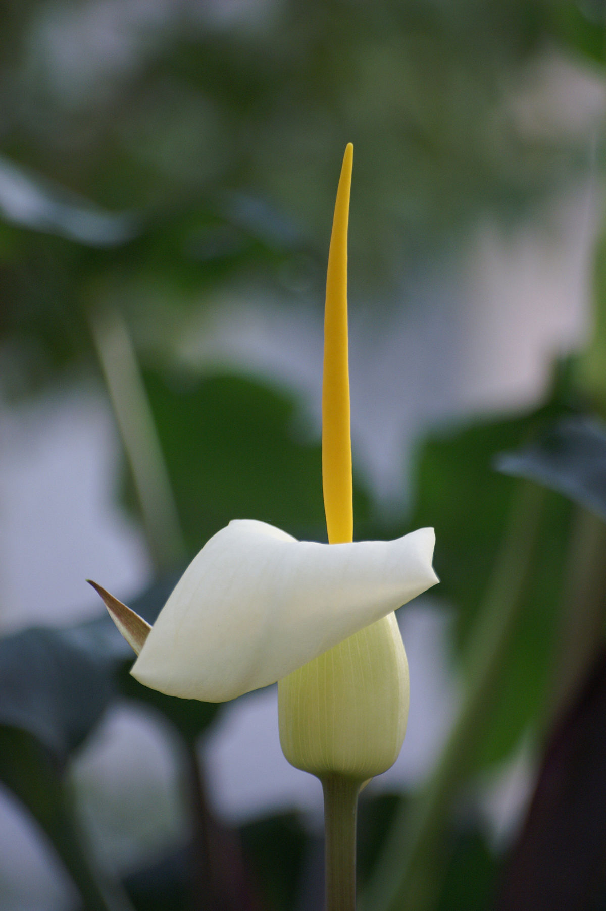 Arum