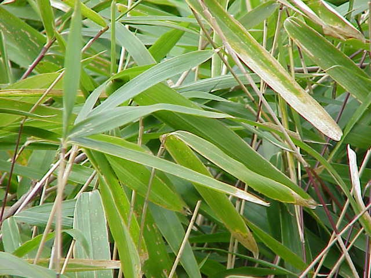 Arundinaria