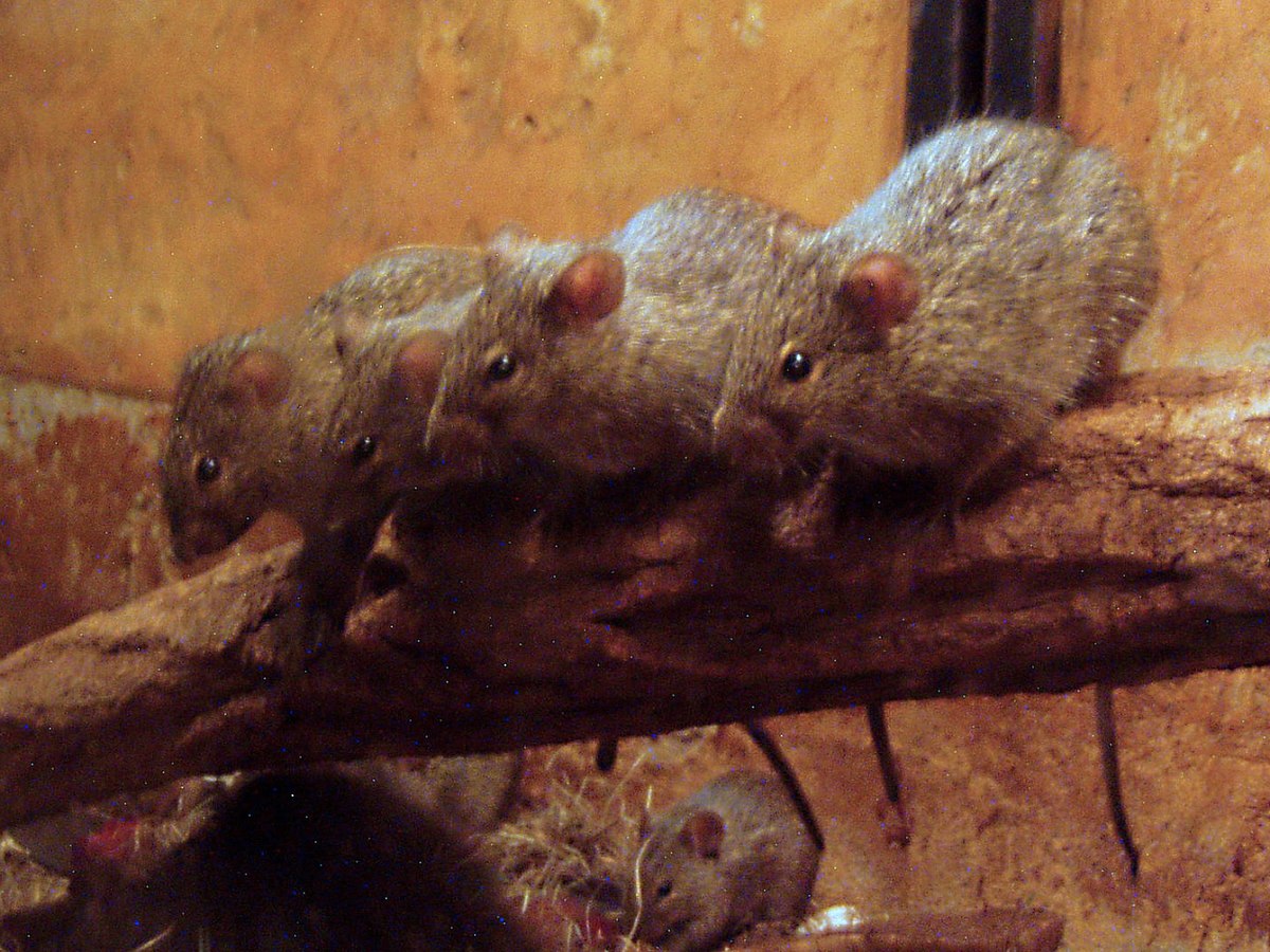 Arvicanthis