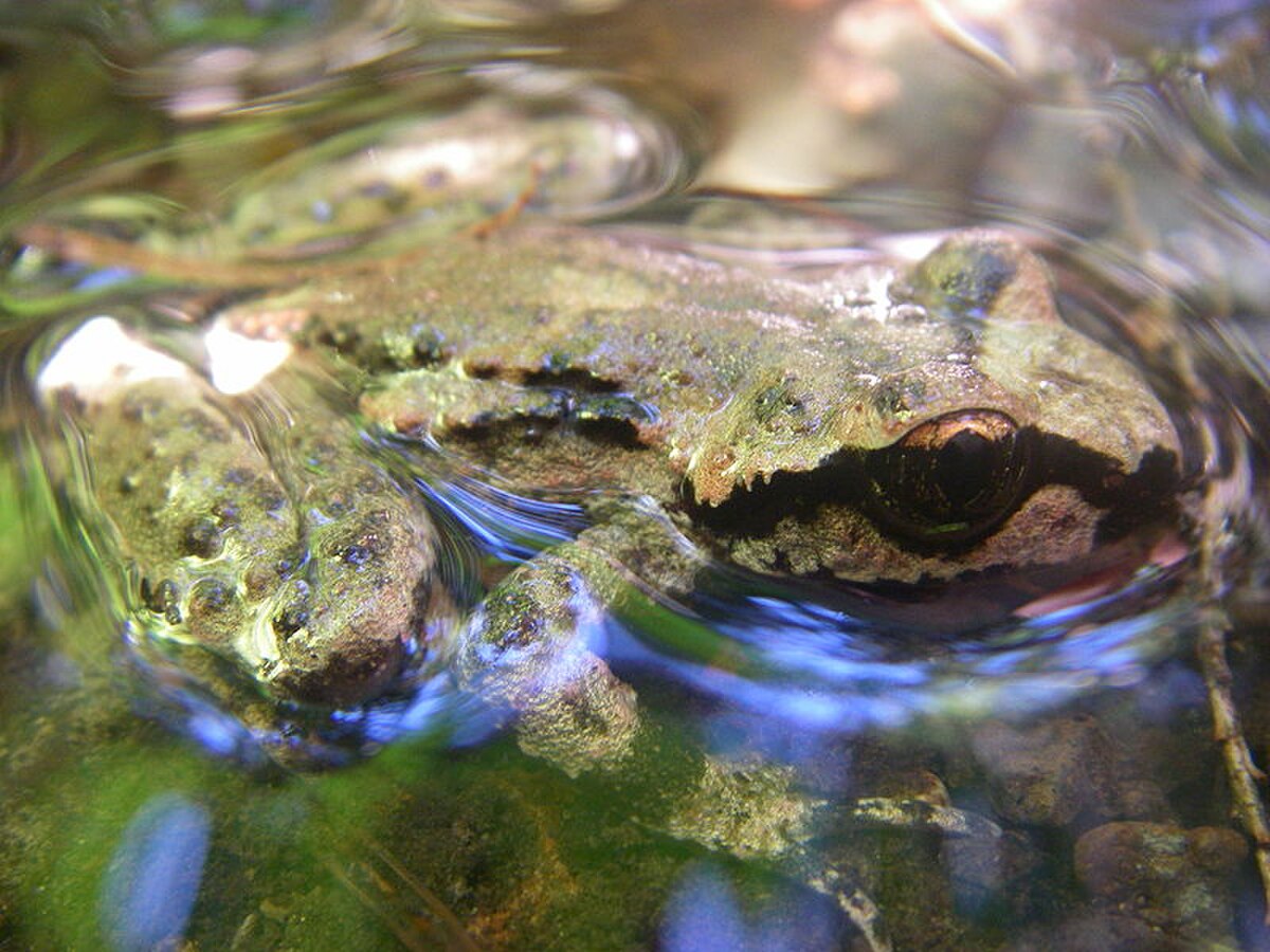 Ascaphus truei