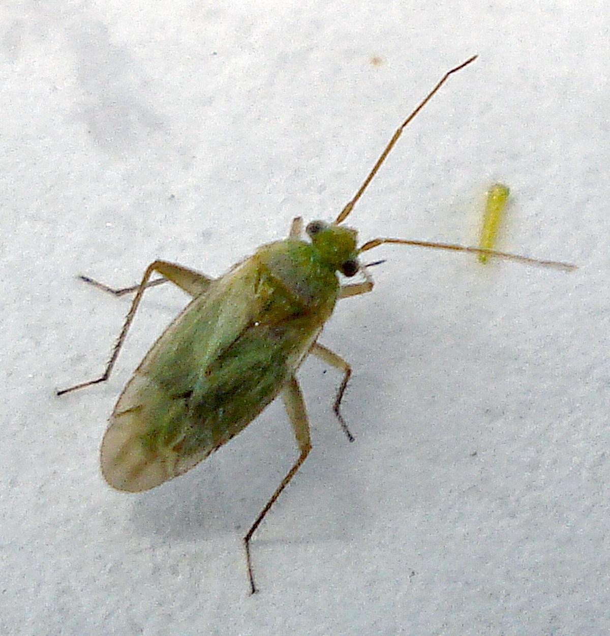 Phylini