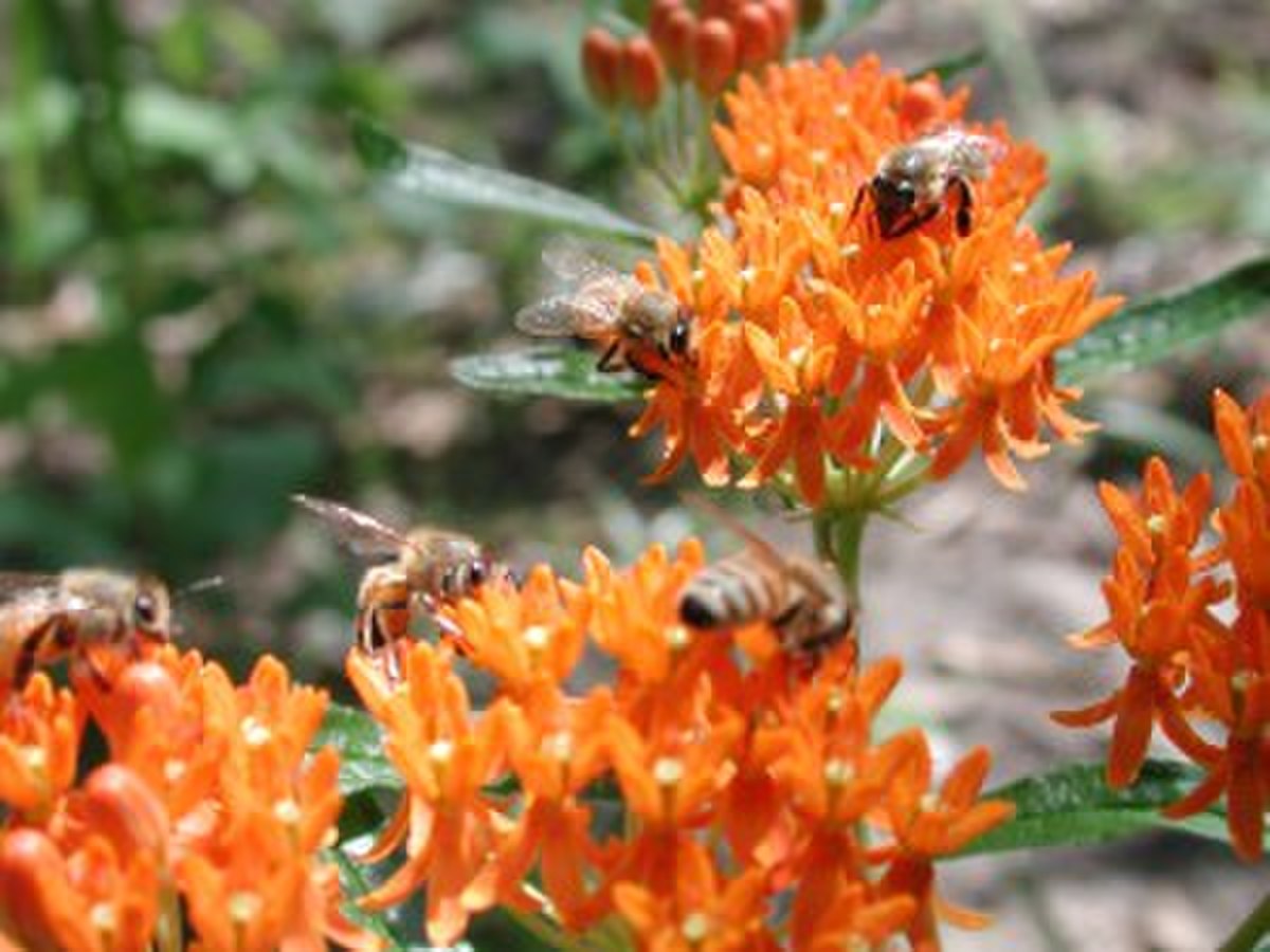 Asclepias
