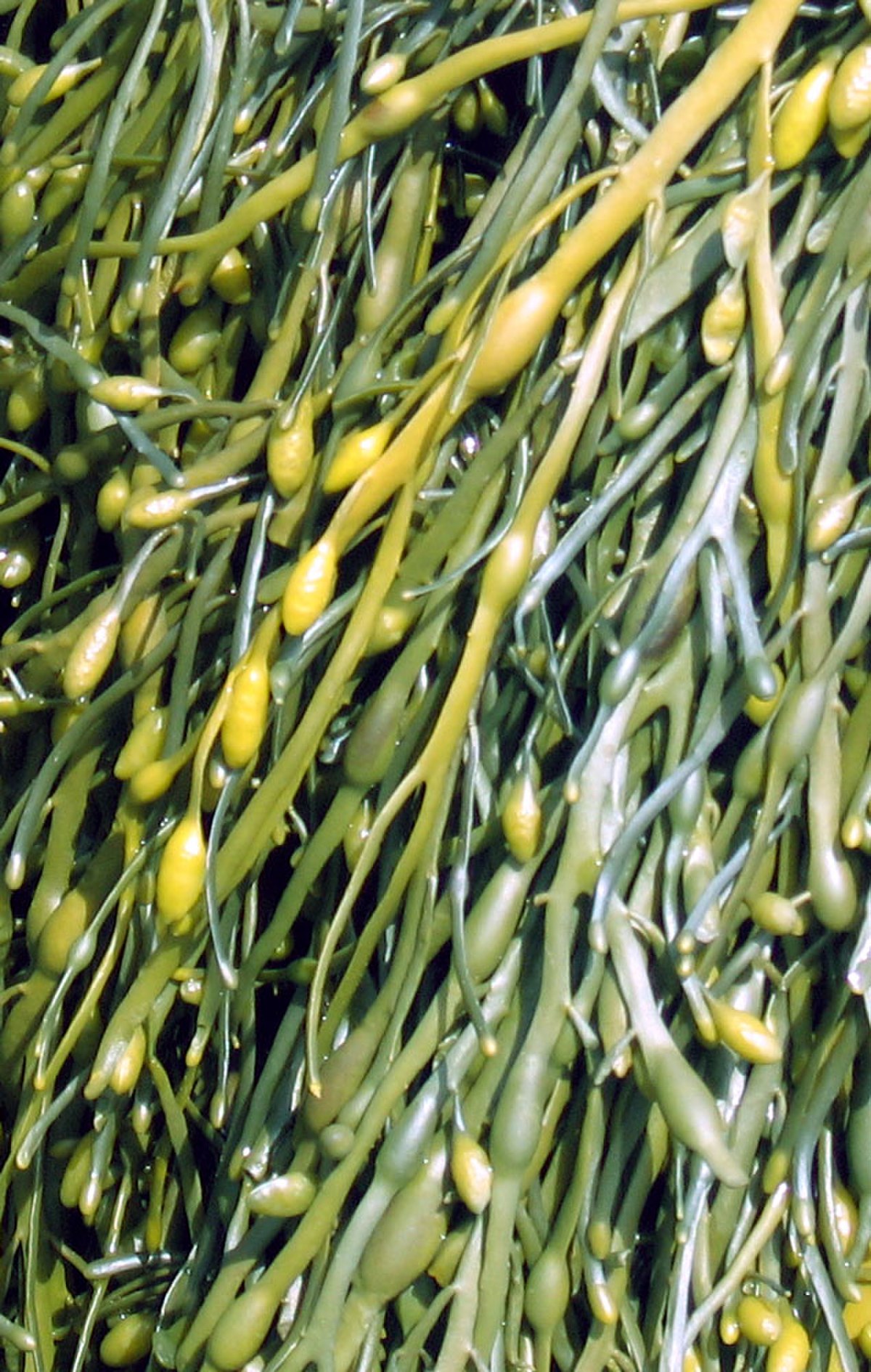Ascophyllum nodosum