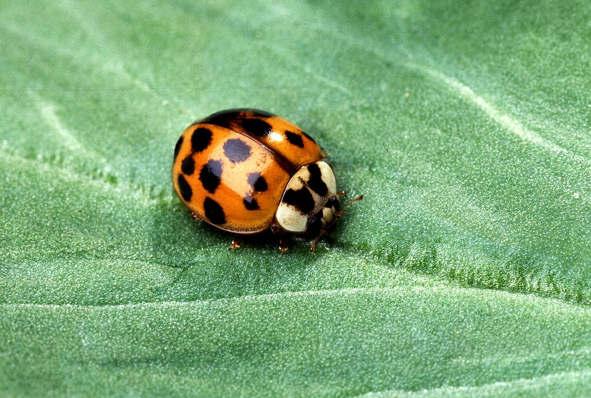 Cucujoidea