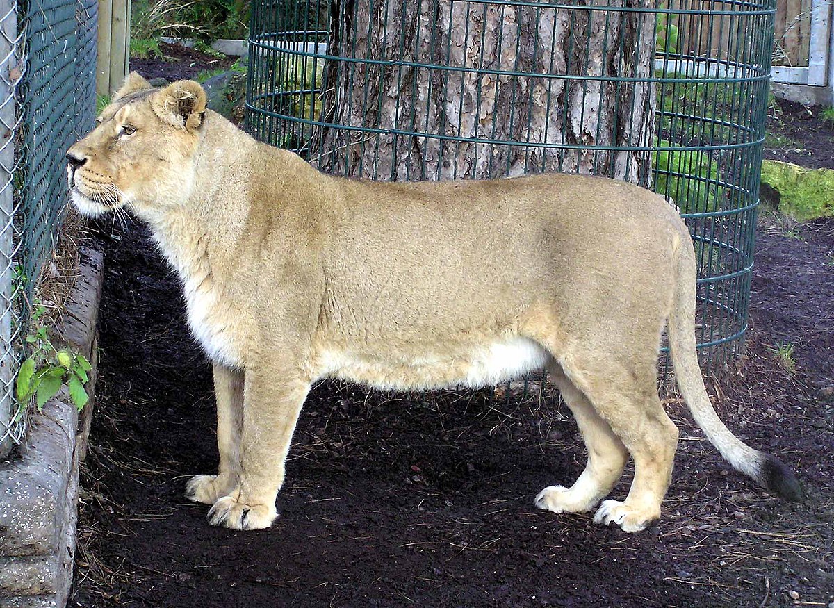 Lion asiatique