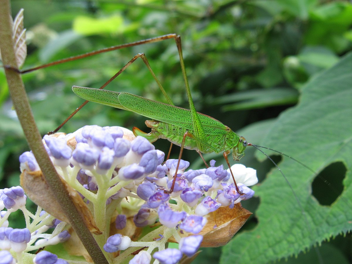 Phaneropterinae