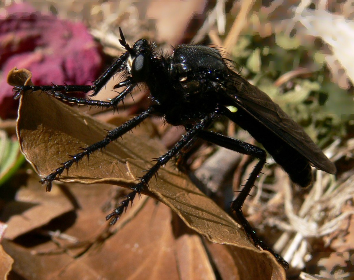 Asilidae