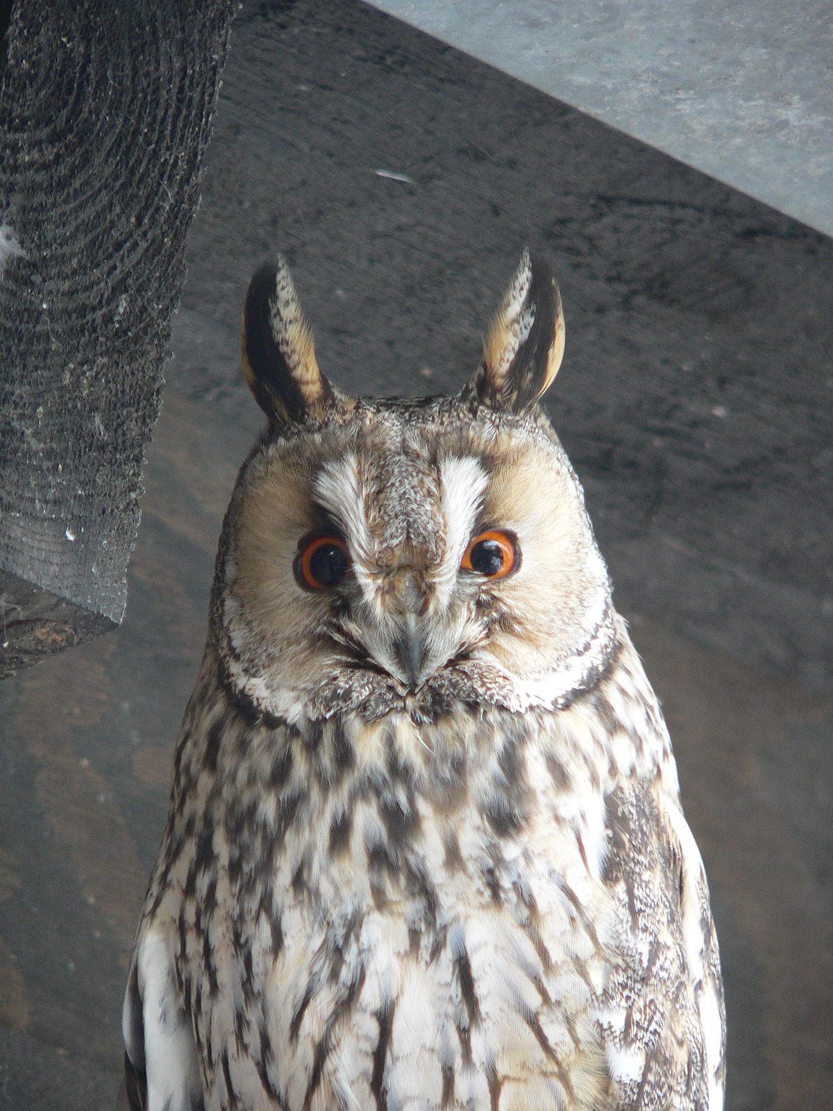 Hibou