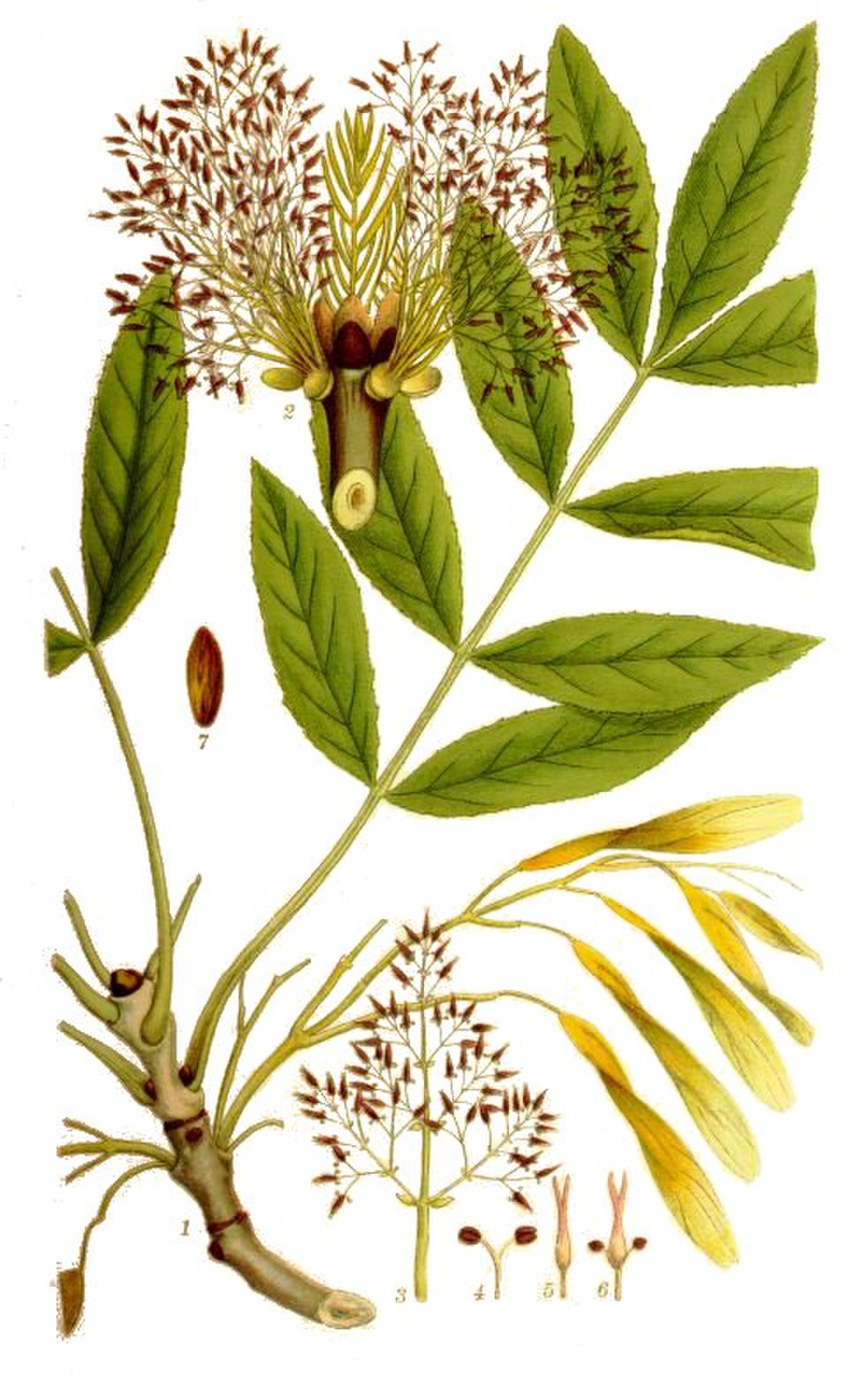 Fraxinus excelsior