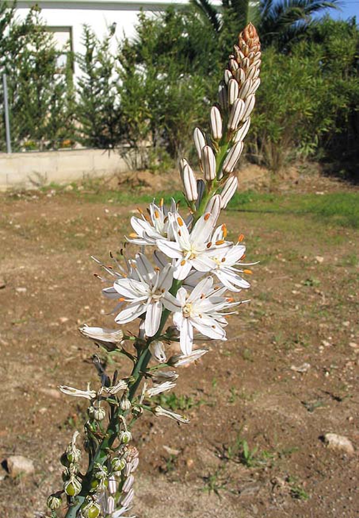 Asphodèle