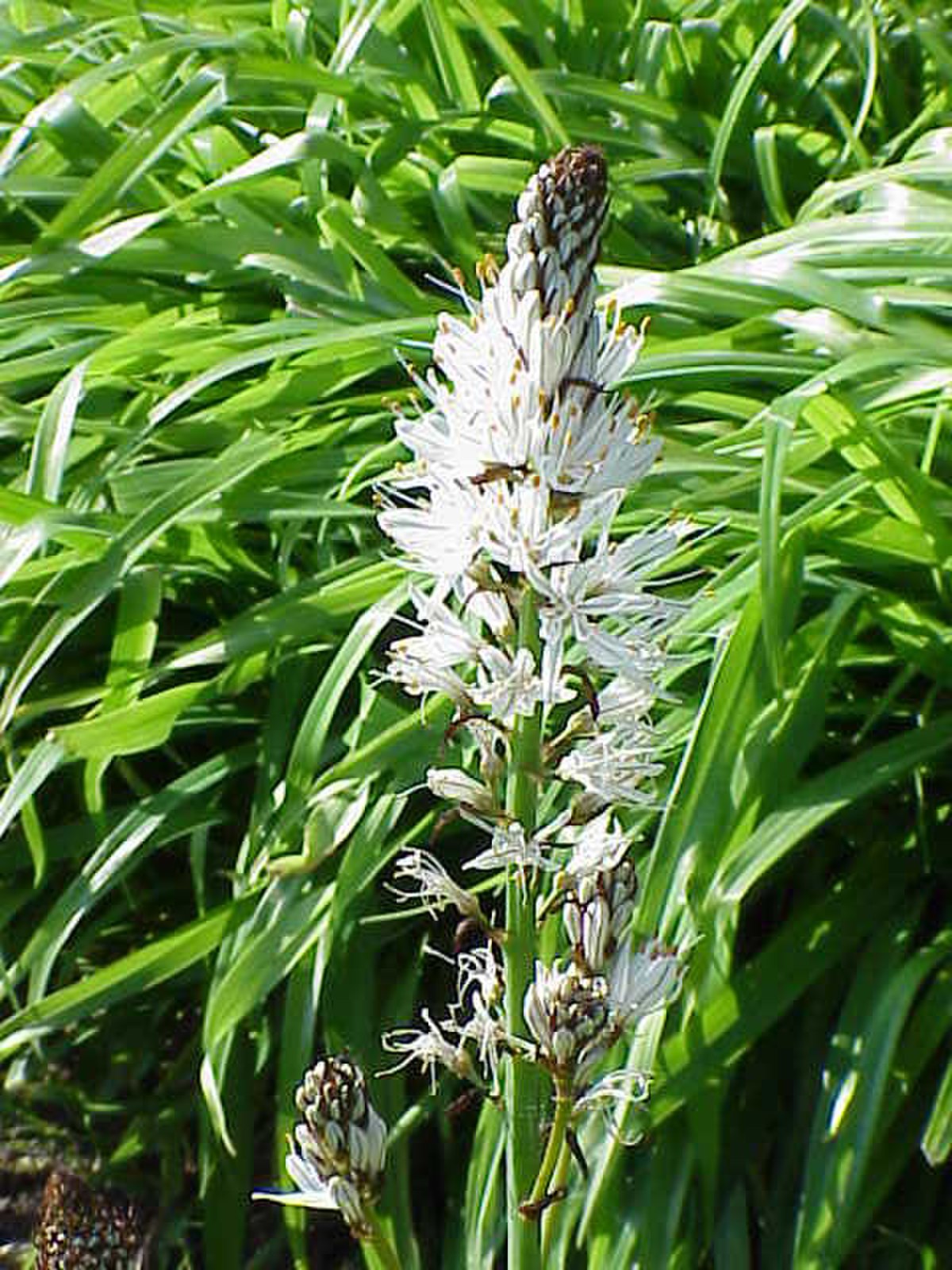 Asphodelaceae