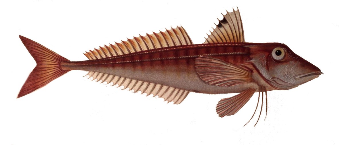 Aspitrigla cuculus.jpg