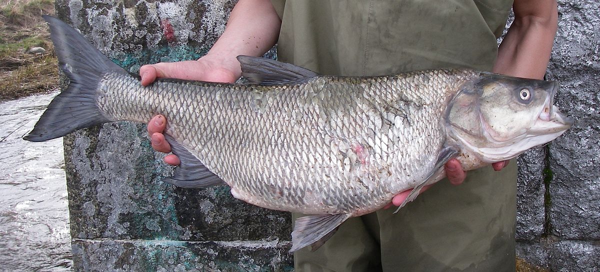 Aspe (poisson)
