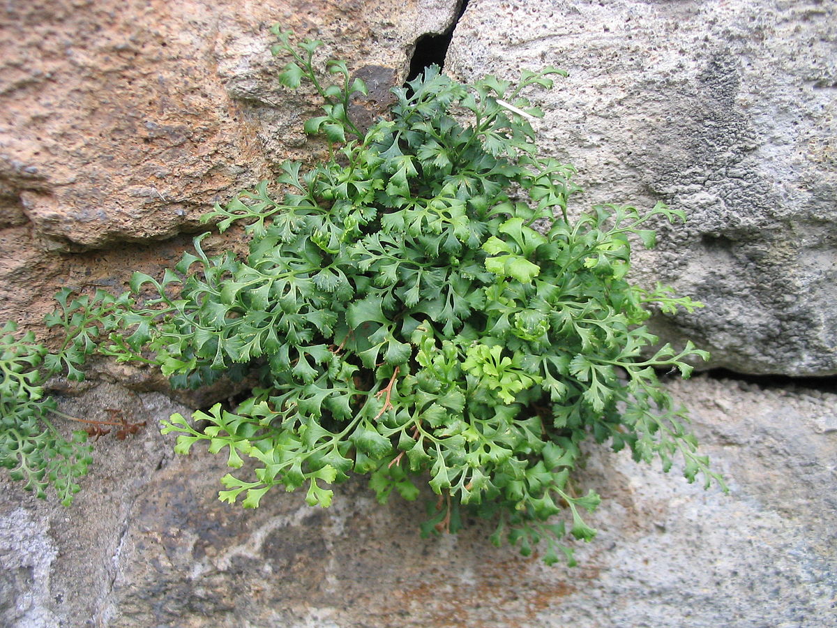 Asplenium ruta-muraria
