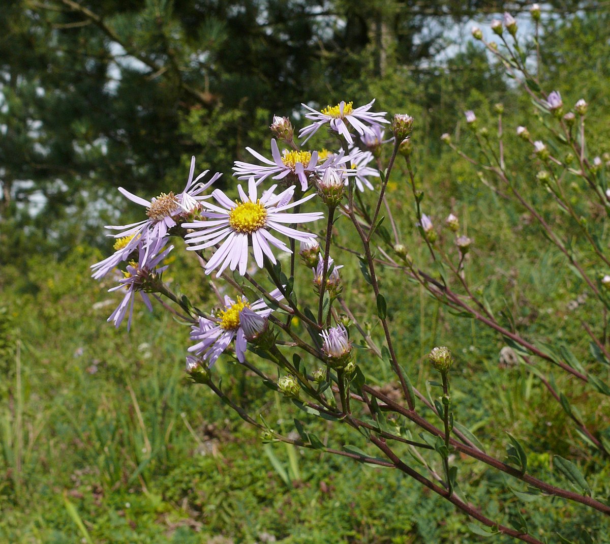 Aster (genre)