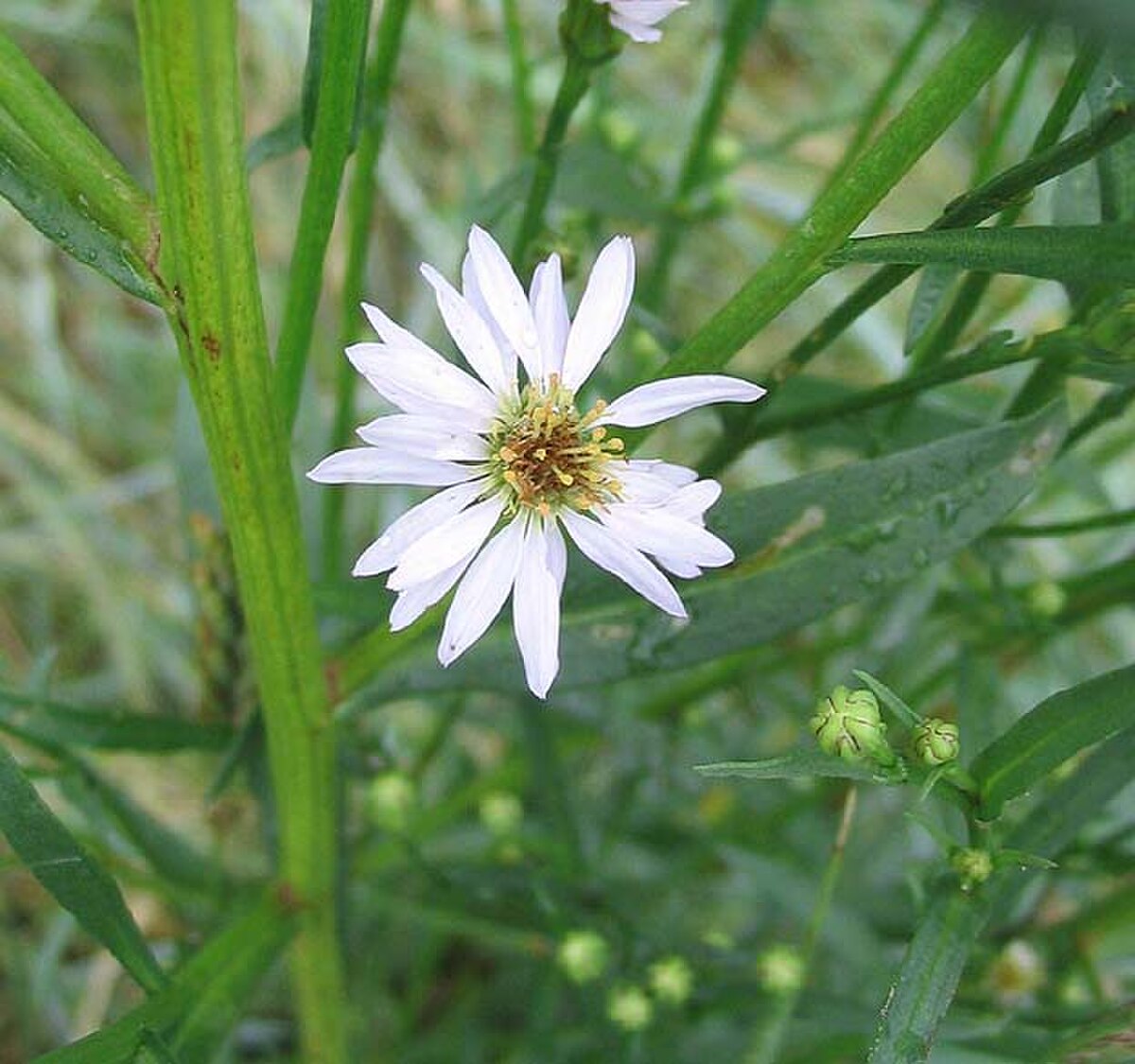 Aster tripolium au Bec d'Andaine.jpg