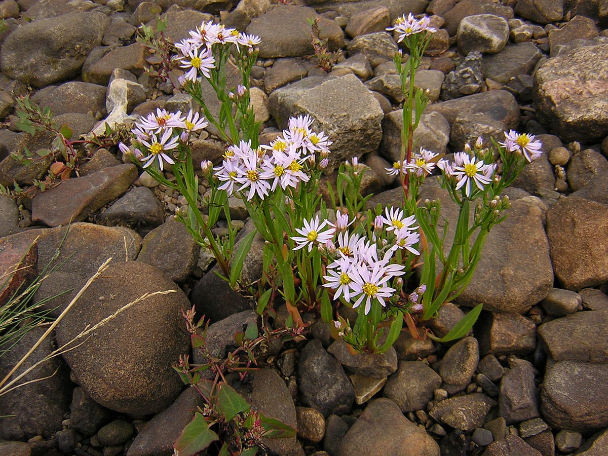 Aster tripolium3.jpg