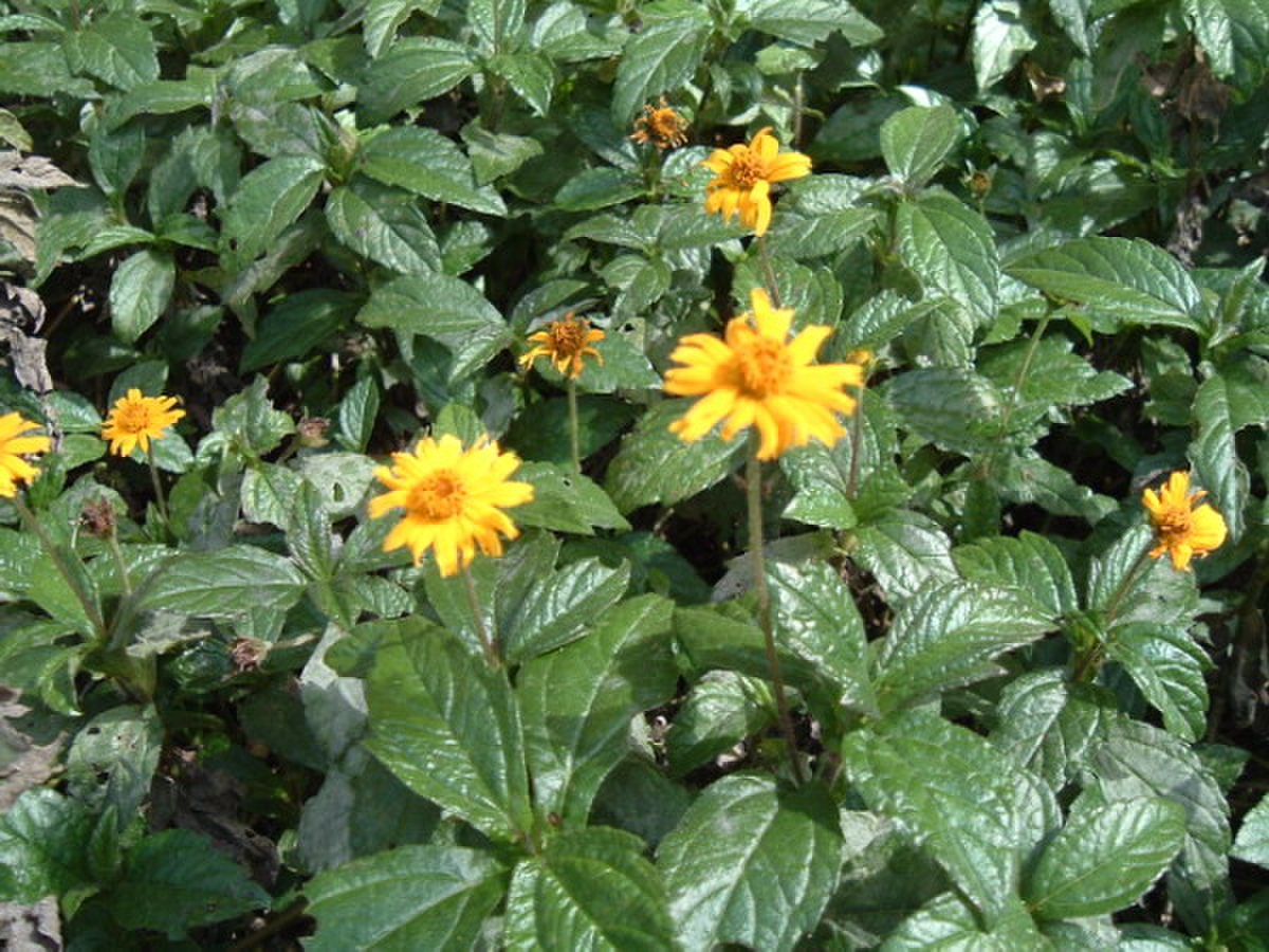 Sphagneticola trilobata