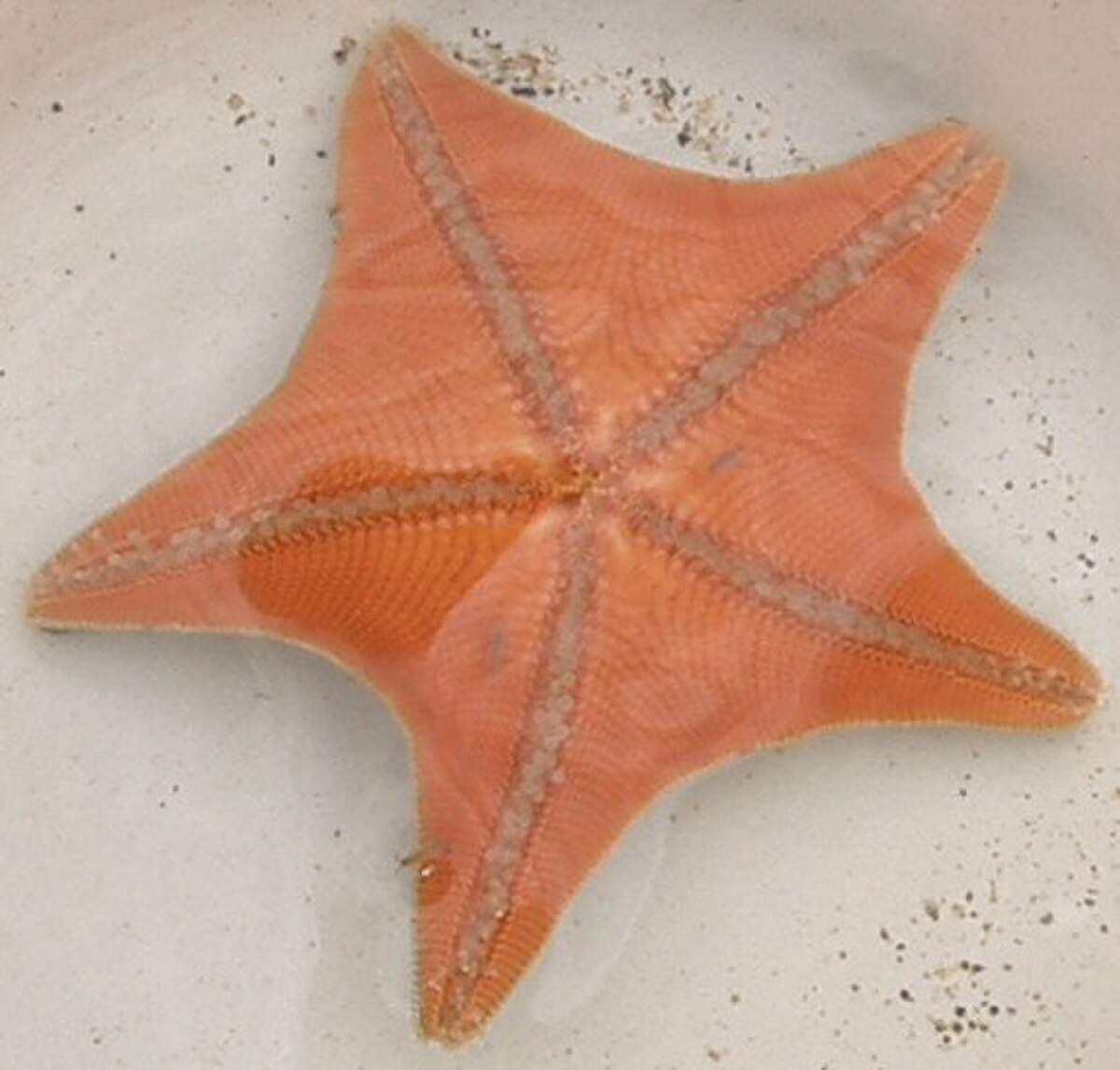Asterina