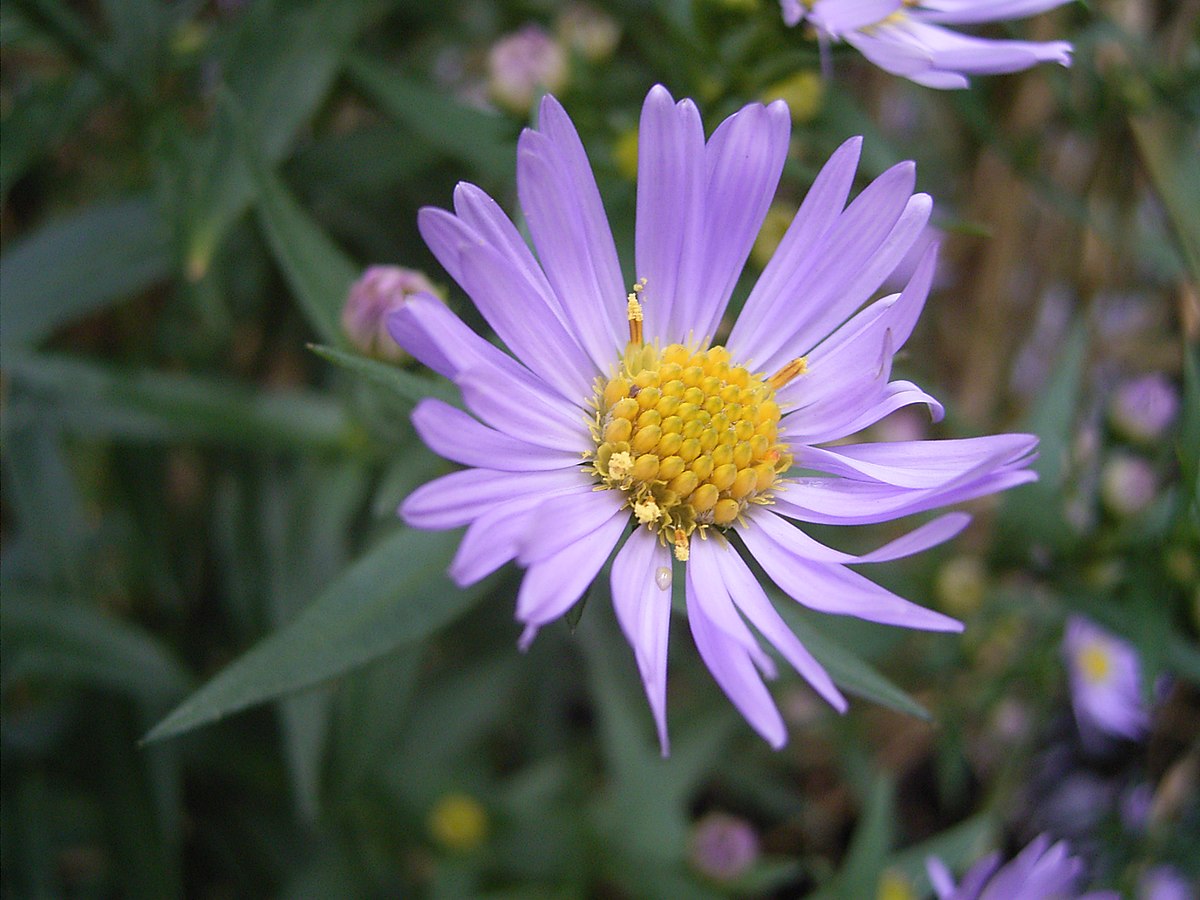 Symphyotrichum novi-belgii