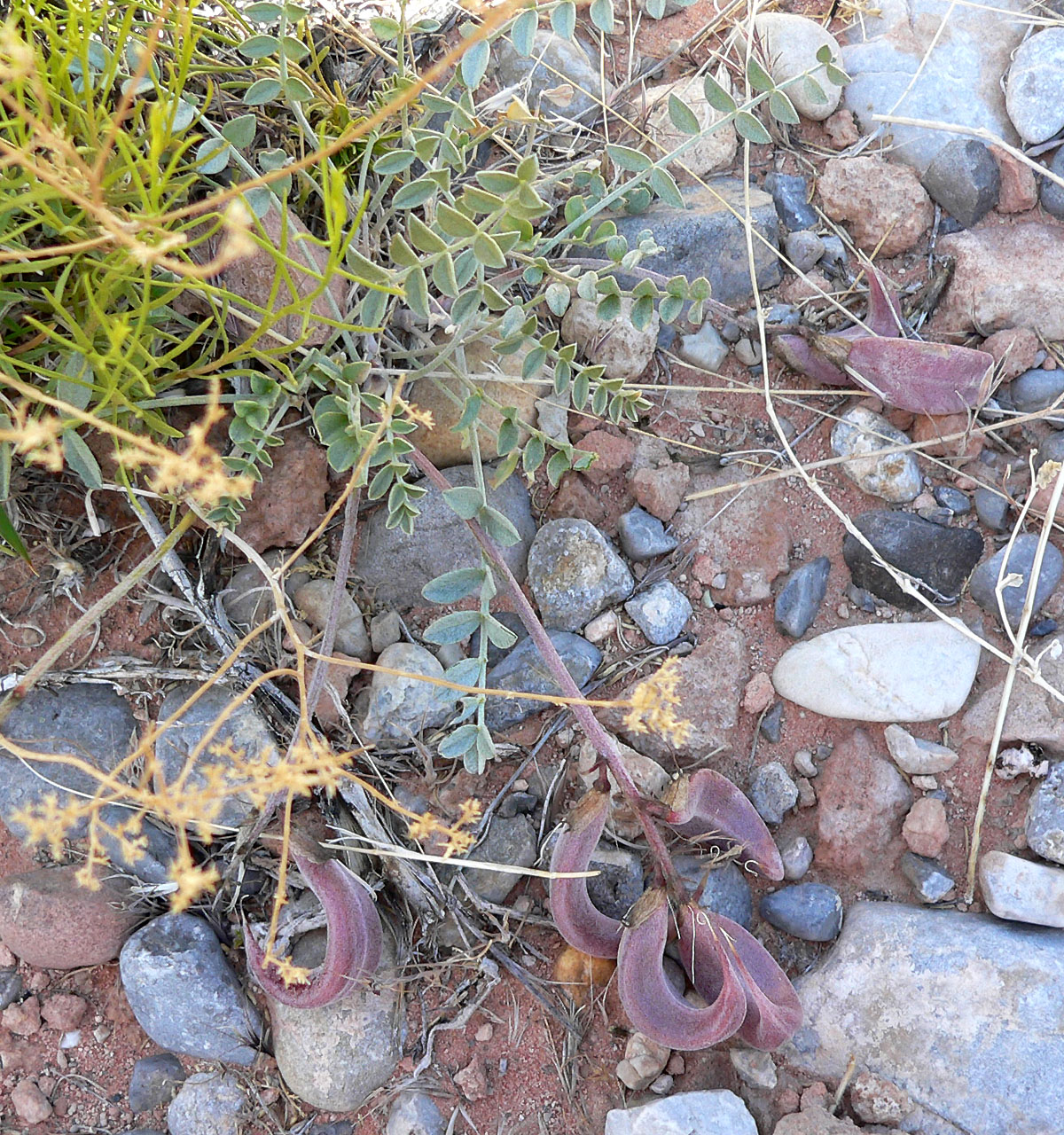 Astragalus amphioxys