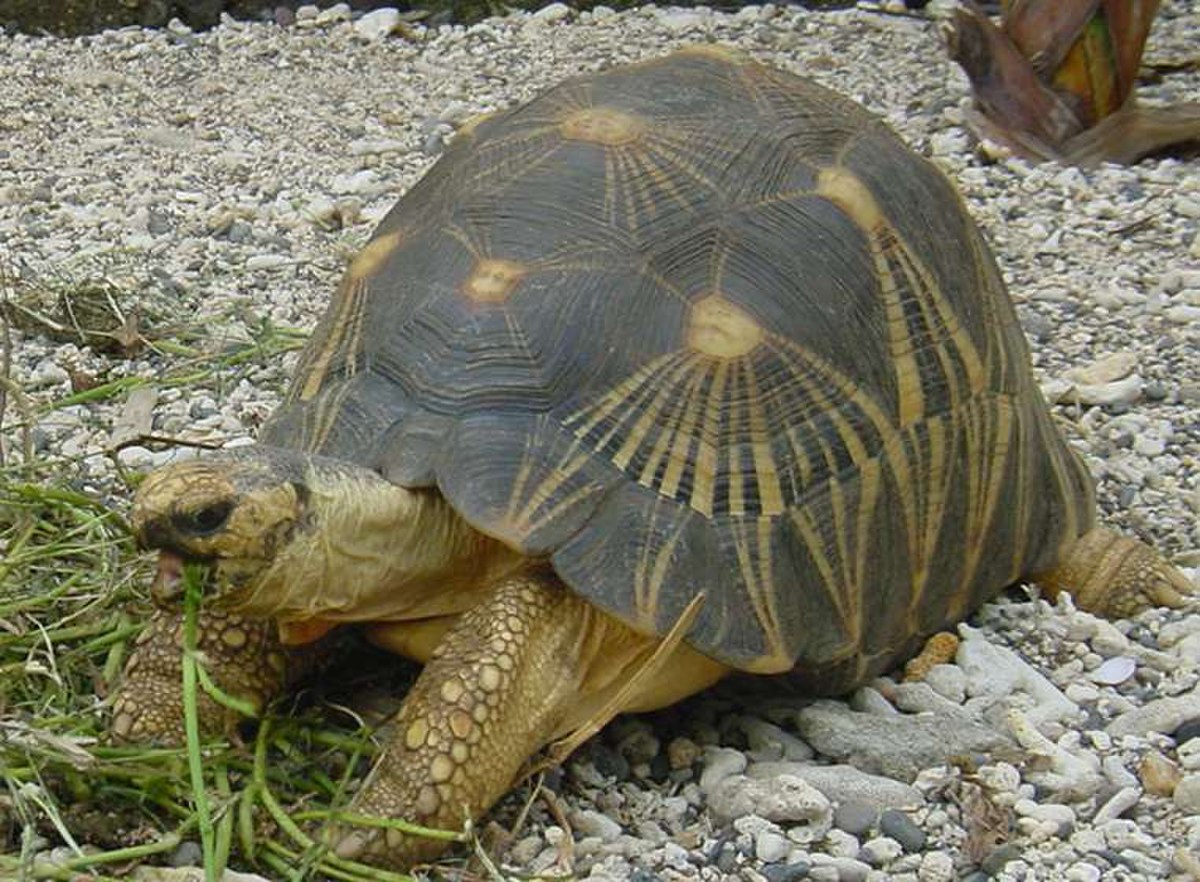 Tortue étoilée de Madagascar