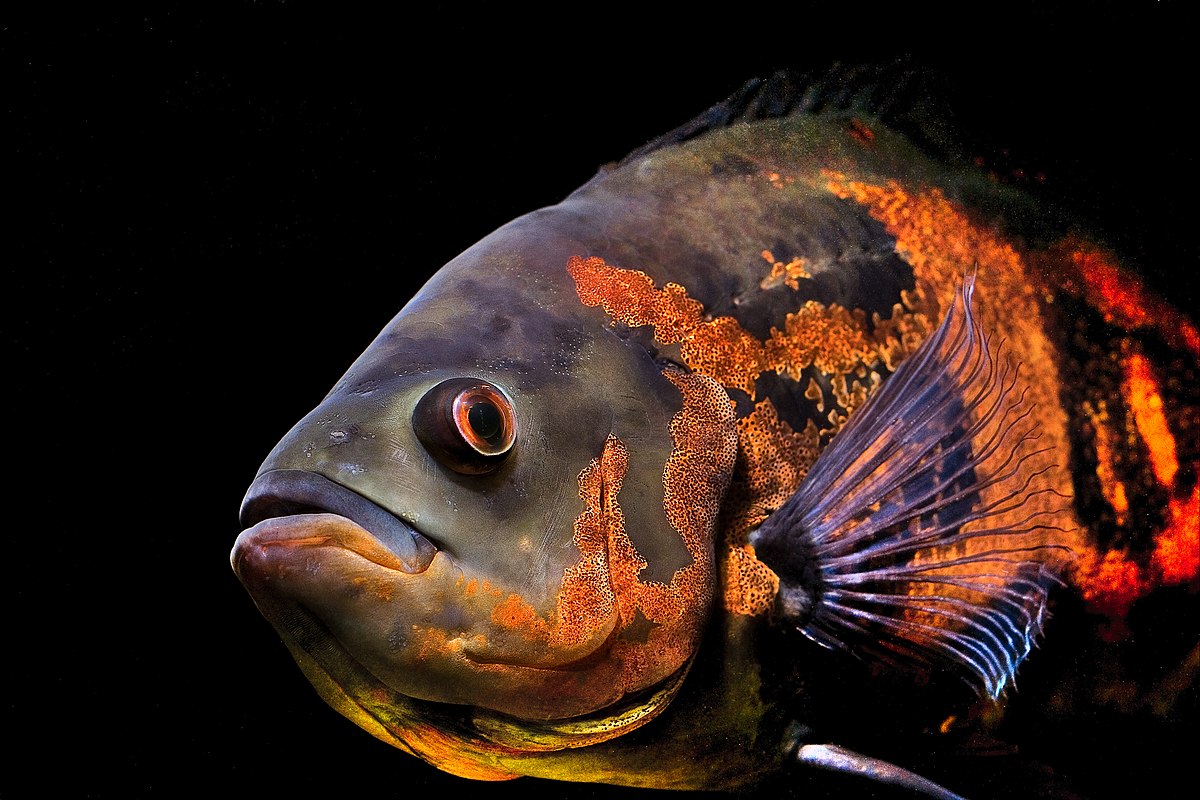 Oscar (poisson)