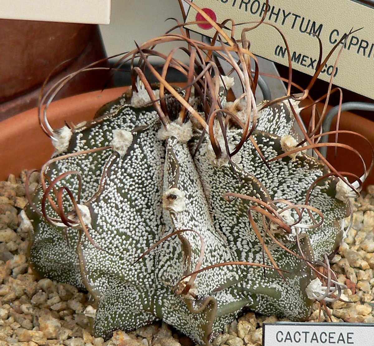 Astrophytum capricorne