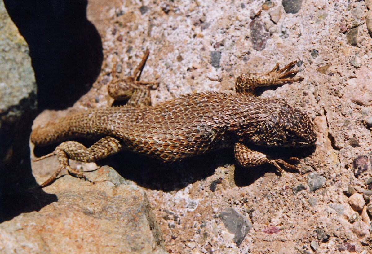 Liolaemus