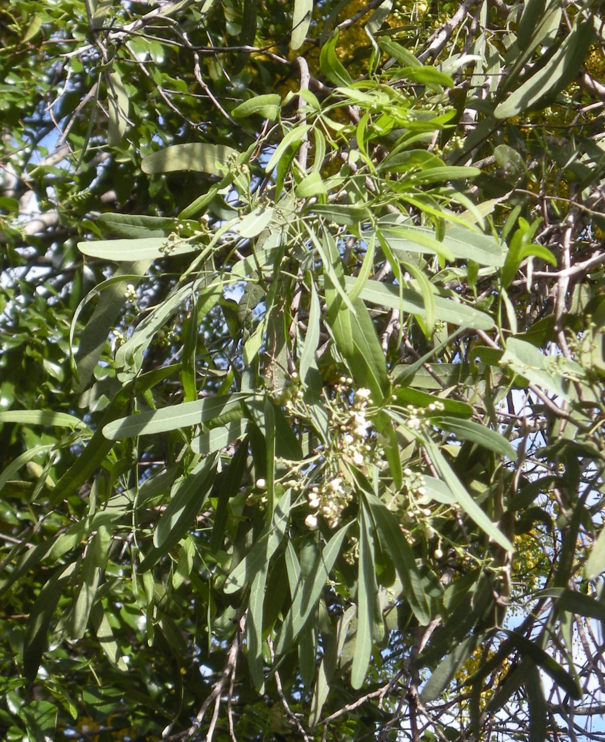 Atalaya (genre)