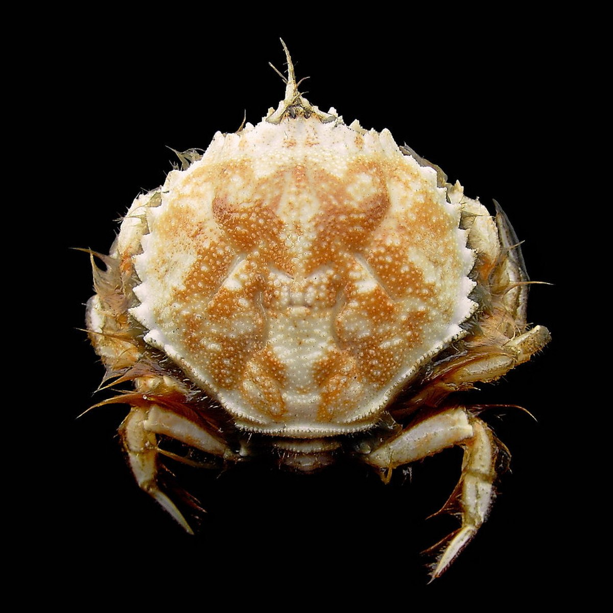 Atelecyclidae