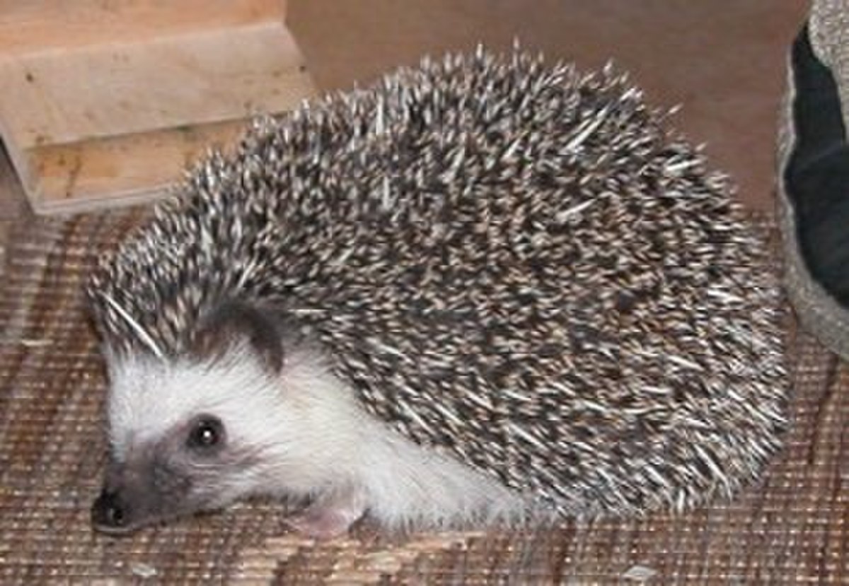 Atelerix albiventris