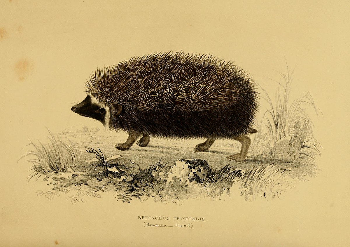 Atelerix frontalis