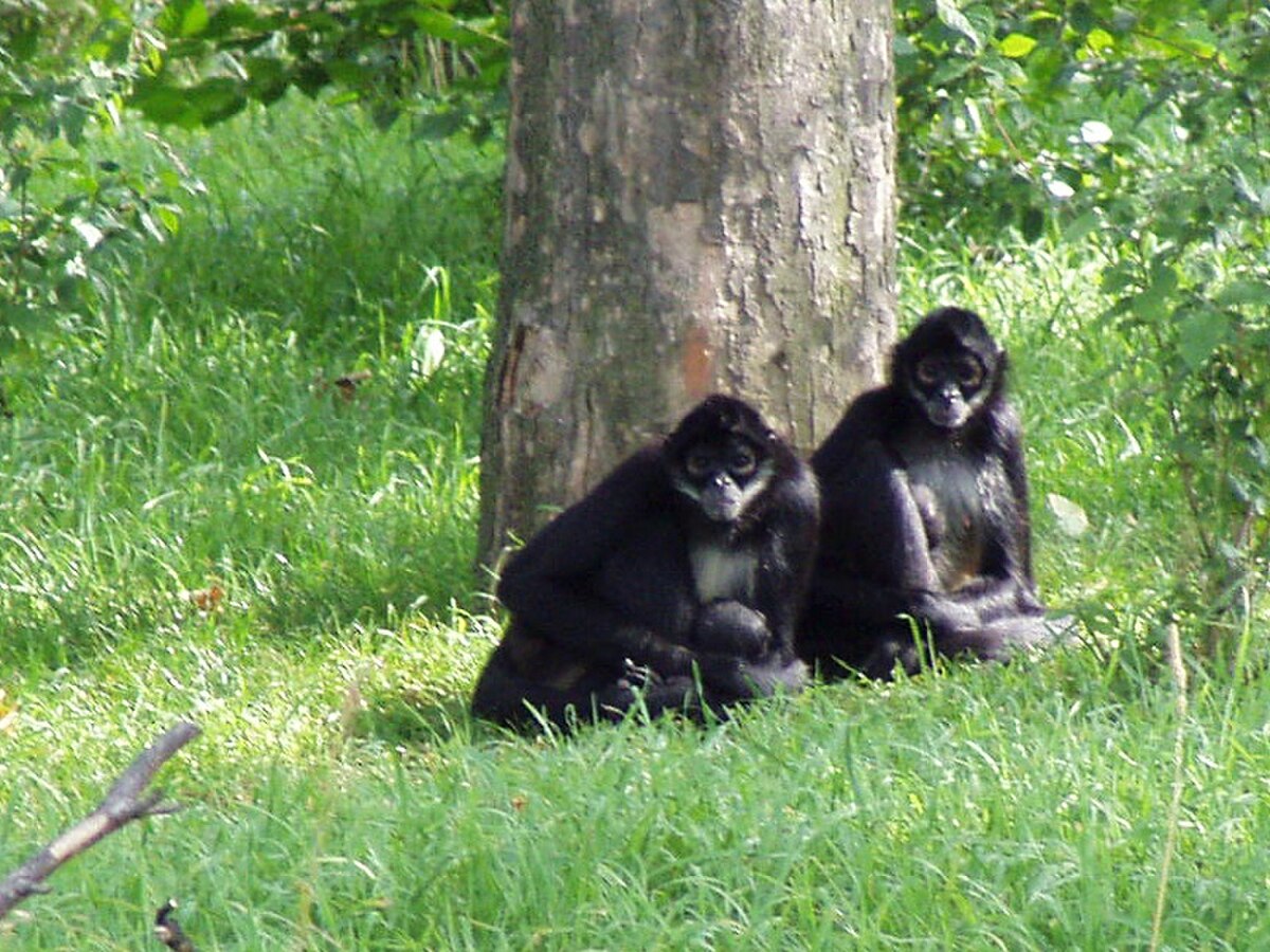 Ateles geoffroyi