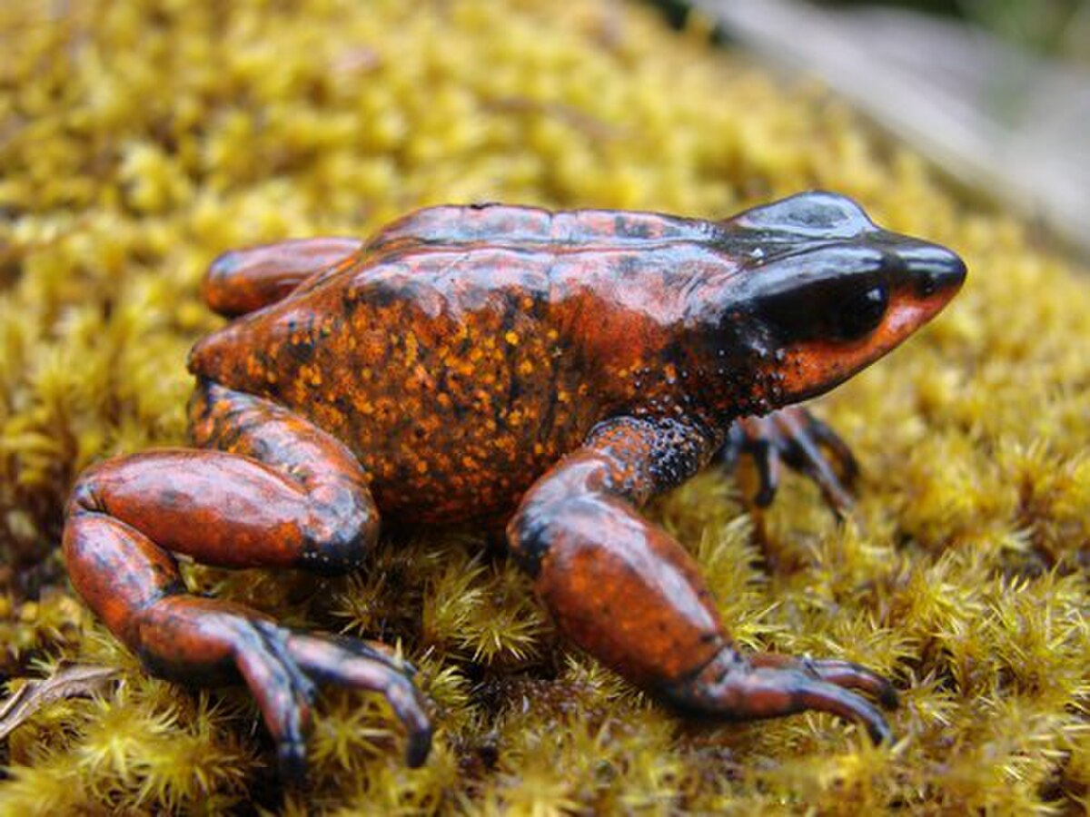 Atelopus carrikeri