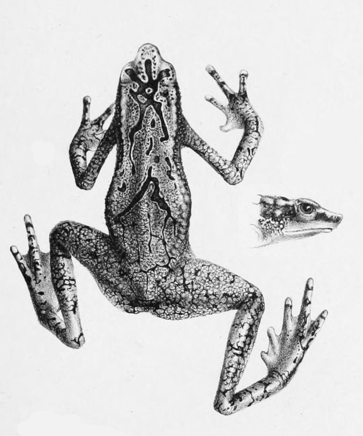 Atelopus cruciger