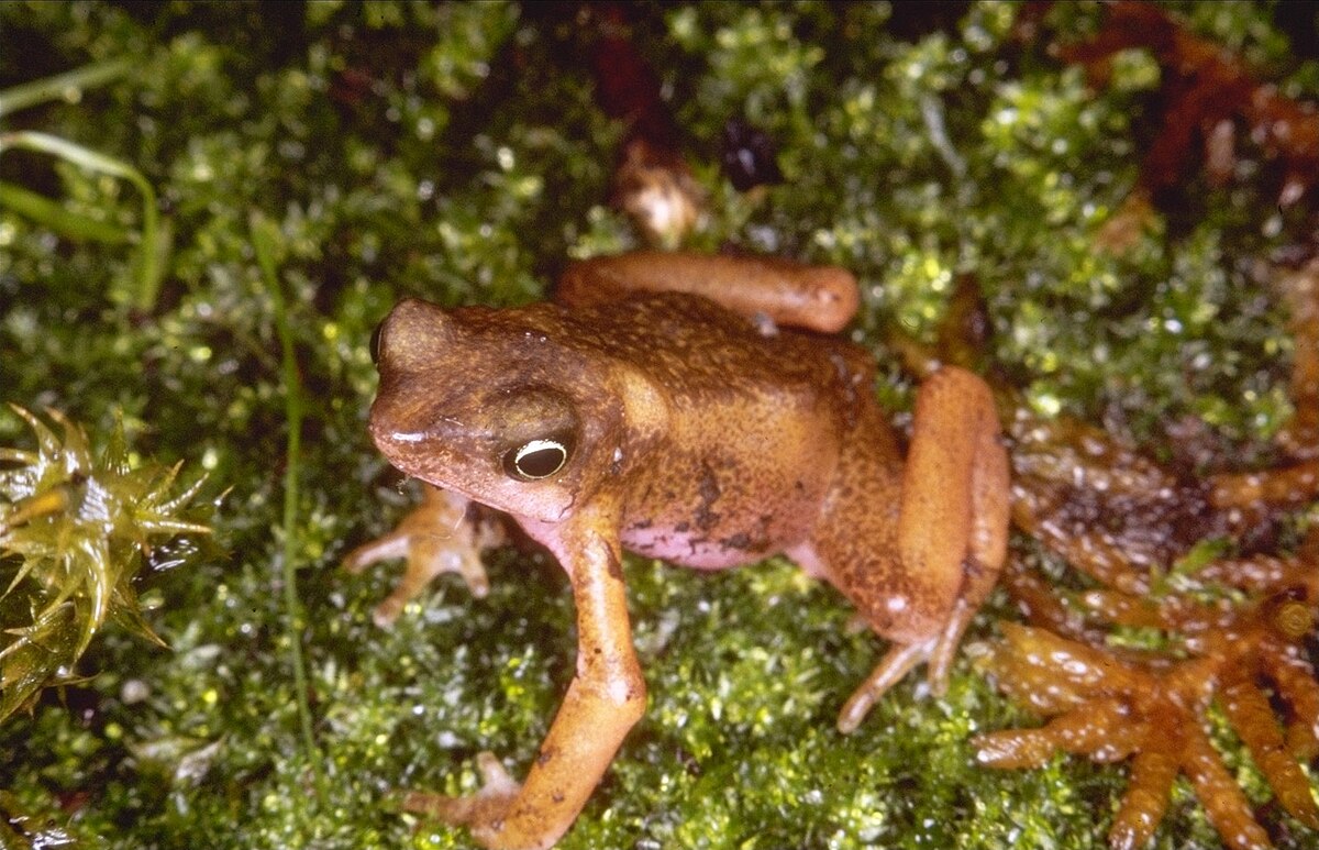 Atelopus flavescens