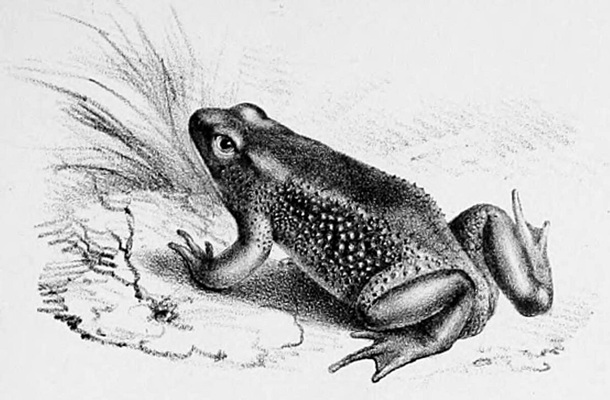 Atelopus ignescens