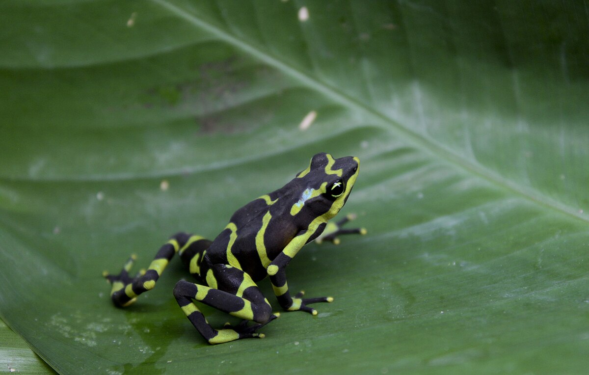 Atelopus limosus