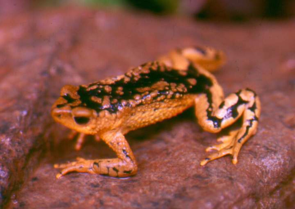 Atelopus patazensis