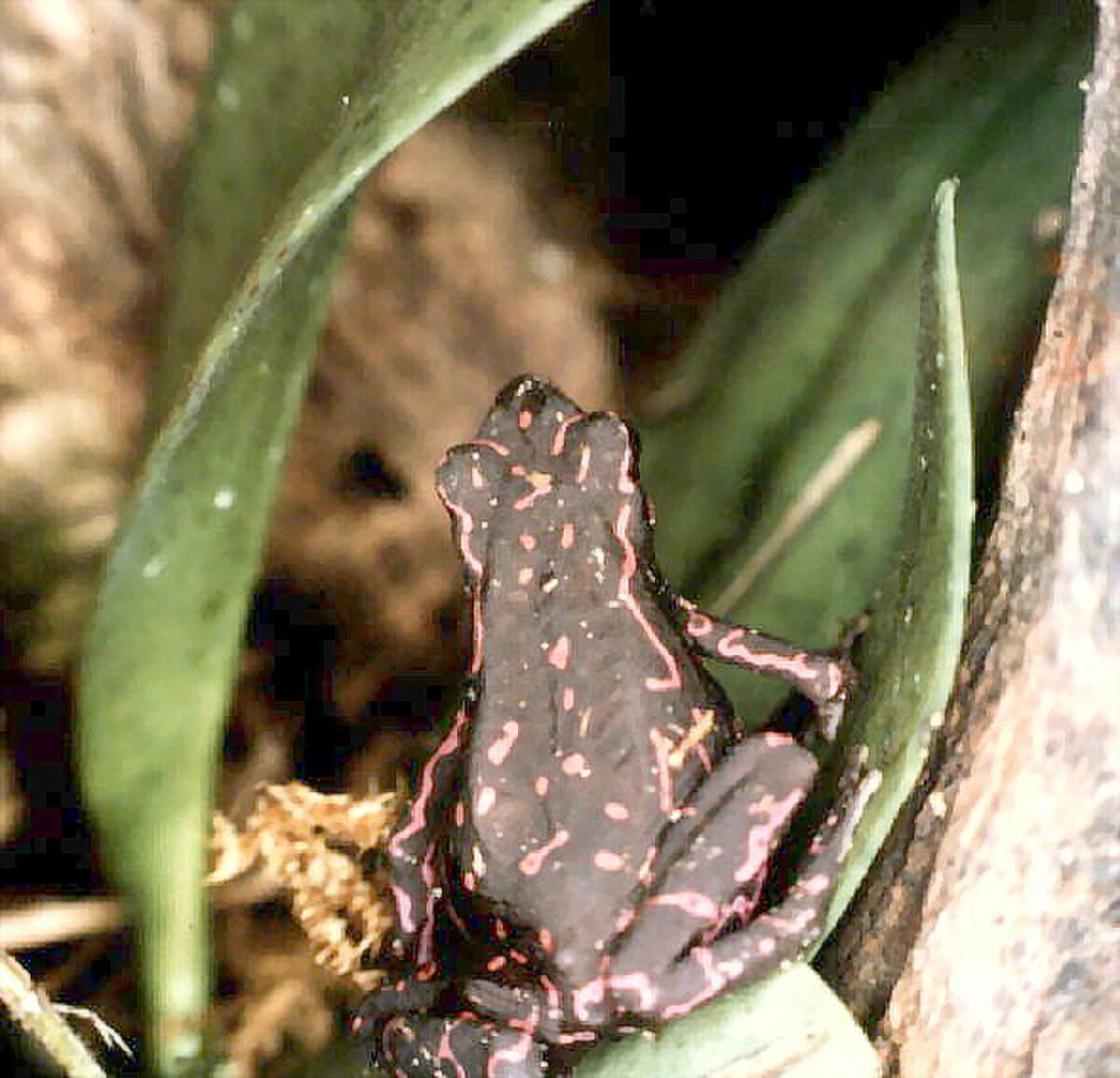 Atelopus spumarius