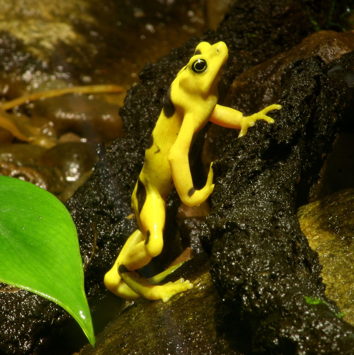 Atelopus