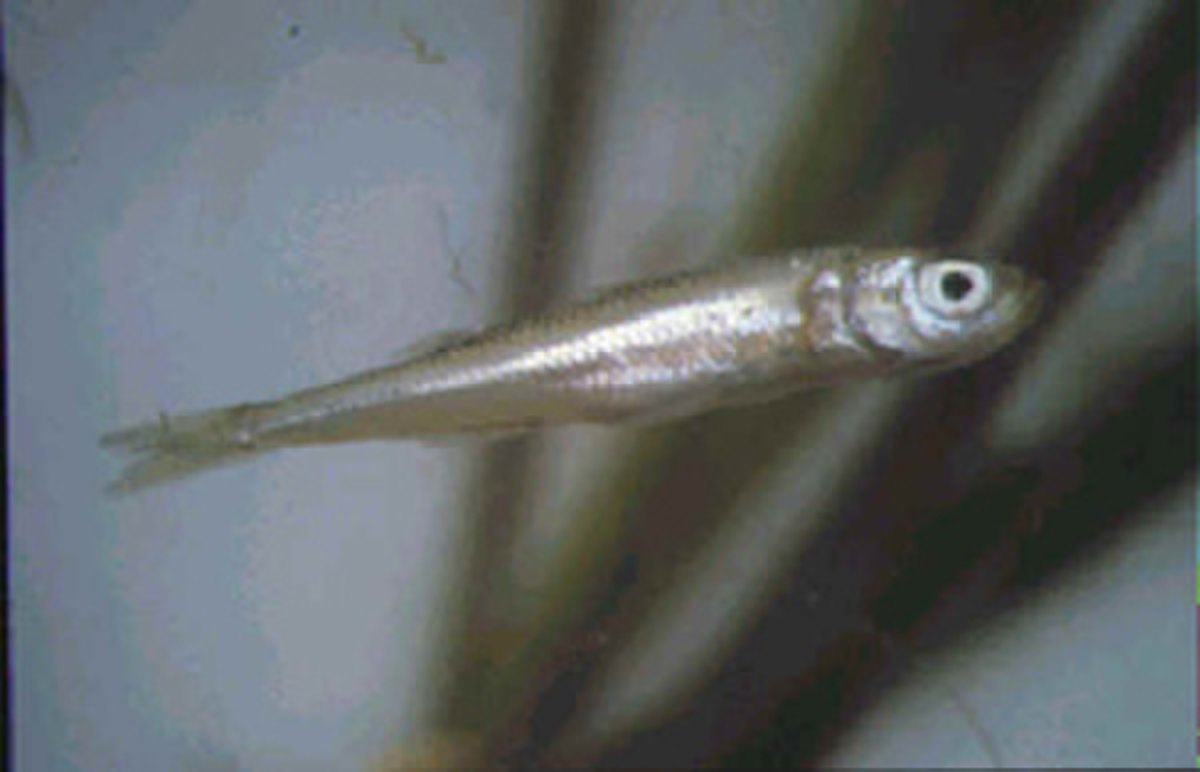 Atherina
