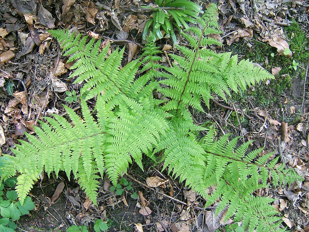 Woodsiaceae